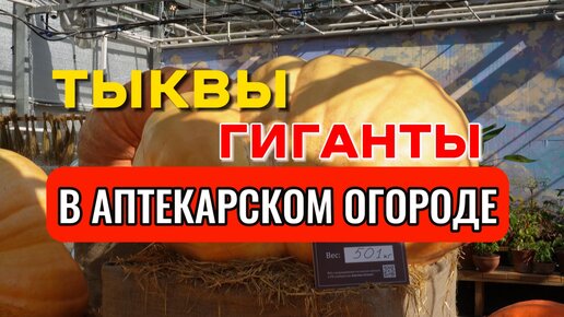 Тыквы Гиганты в Аптекарском огороде МГУ