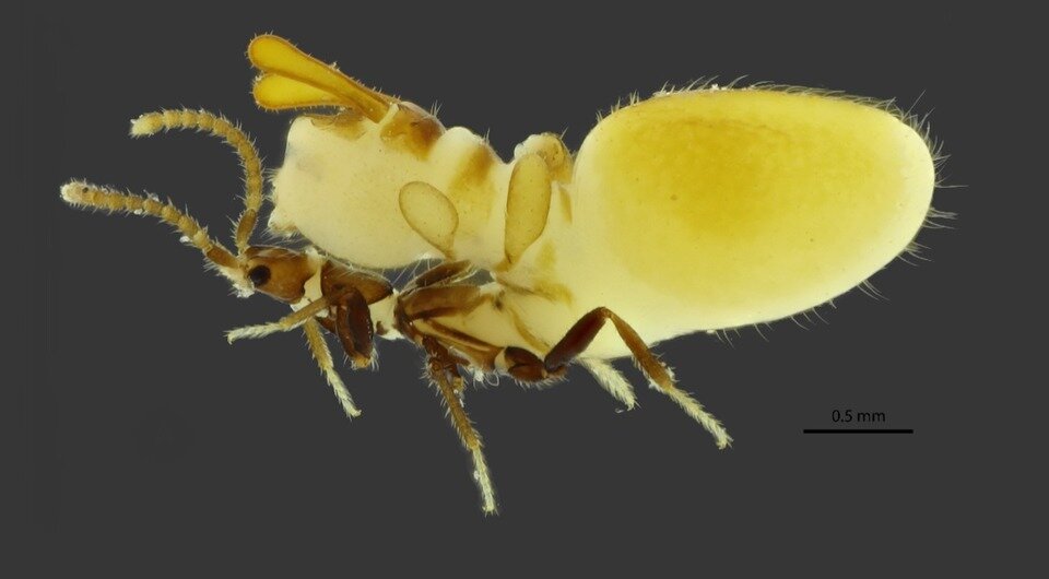   Bruno Zilberman and Carlos M. Pires-Silva / Zootaxa, 2023