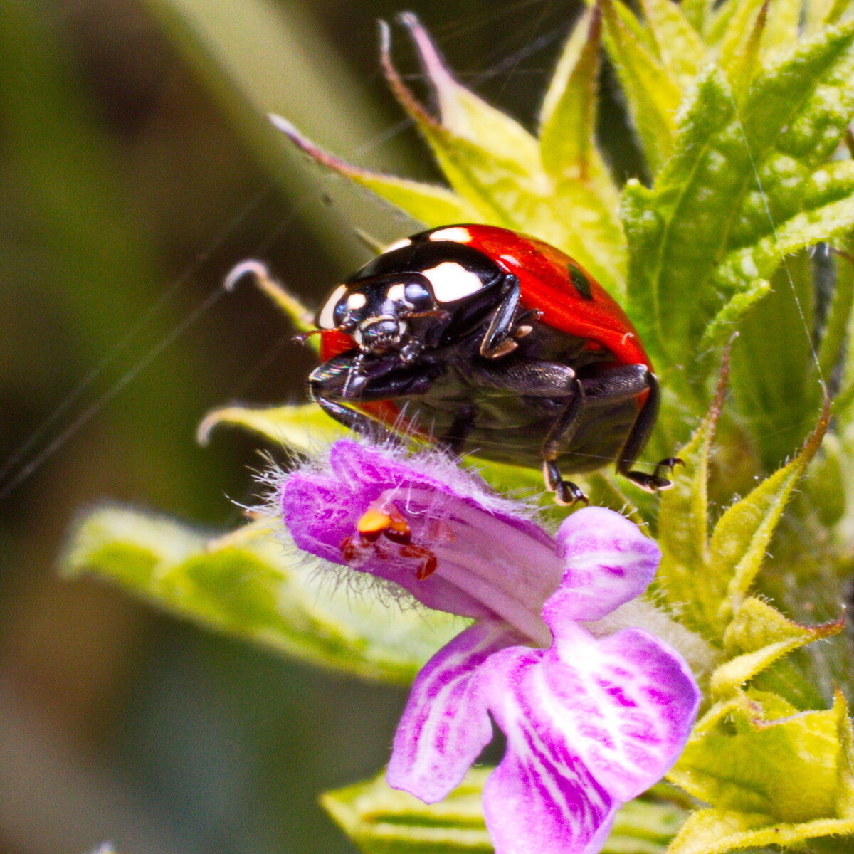 Семиточечная Божья коровка (Coccinella septempunctata)