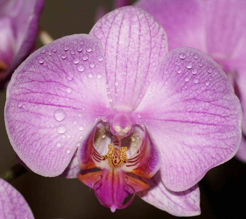 Вы когда-нибудь видели, как у Орхидеи текут слезы? Никогда!  А вот от Орхидеи слезы и, вместе с ними, сопли – это частое явления.