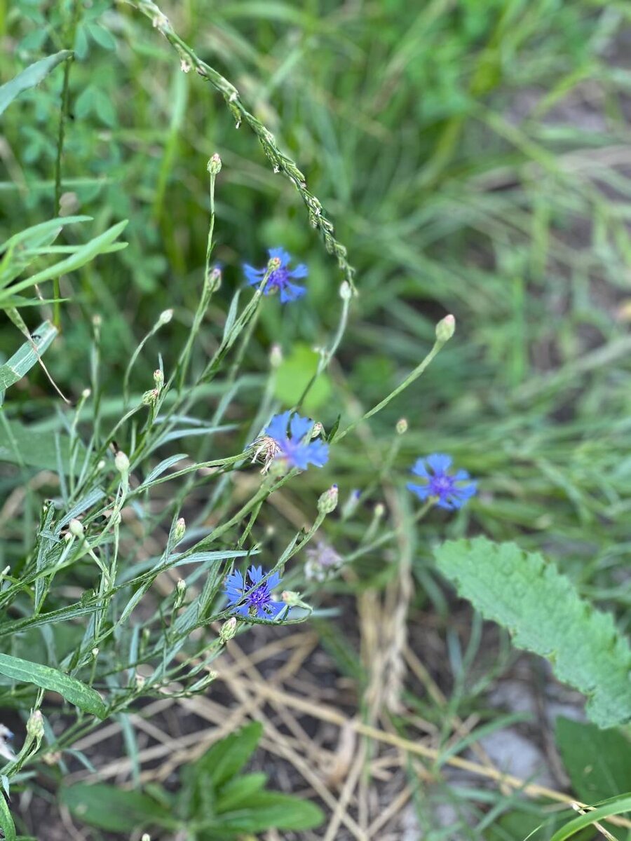 васильки появились самыми первыми и продолжали появляться новыми до последнего