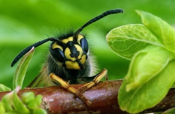 Перепончатокрылые – отряд класса насекомых из типа членистоногие животные. Это наиболее развитый в процессе эволюции отряд насекомых.-2