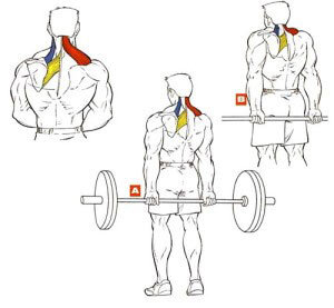 Упражнения на трапецию — тренировки для трапециевидной мышцы