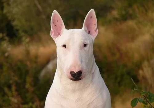 Миф 1: Бультерьеры агрессивны и опасны