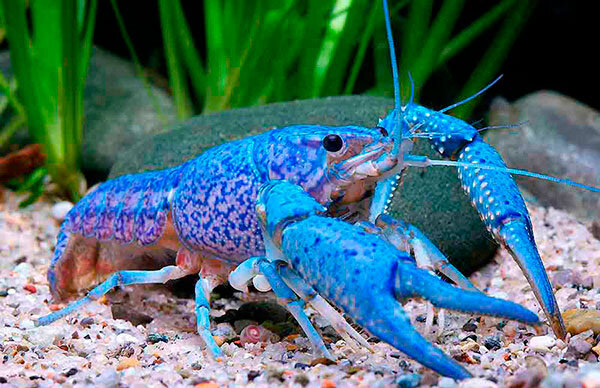 кубинский рак