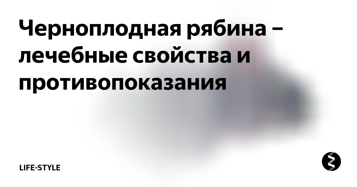 Полезные свойства черноплодной рябины