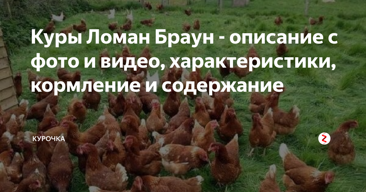 Сколько несутся ломан браун. Куры Ломан Браун цыплята. Несушки Ломан Браун. Цыплята курочки Ломан брау. Куры несушки Ломан Браун характеристика.