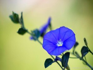 Самым распространенным способом принято считать размножение вьюнка семенами. Также еще можно размножить вьюнок черенками или при помощи деления корня.