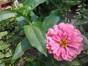 Комнатные цветы – это прекрасное украшение для вашего жилища.Но как выбрать такие, чтобы не только радовали, но и приносили пользу вашему здоровью. Если же у вашего любимого человека праздник, конечно, только комнатными цветами тут дело не обойдется! Подарить букет роскошных цветов, значит порадовать человека, а если у вас мало свободного времени, то доставка букетов красивых цветов, именно то, что вам нужно! Любите друг друга!