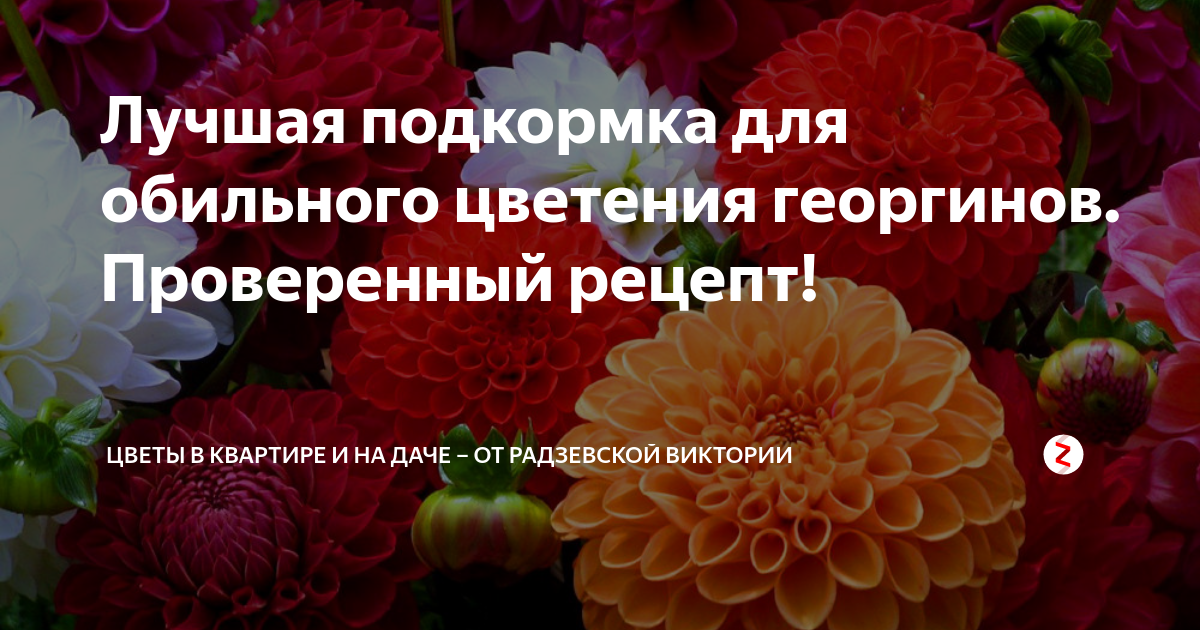 Удобрение для георгинов. Удобрение георгинов. Подкормка георгин для обильного цветения. Подкормка георгинов в открытом грунте. Формирование георгинов для пышного цветения.