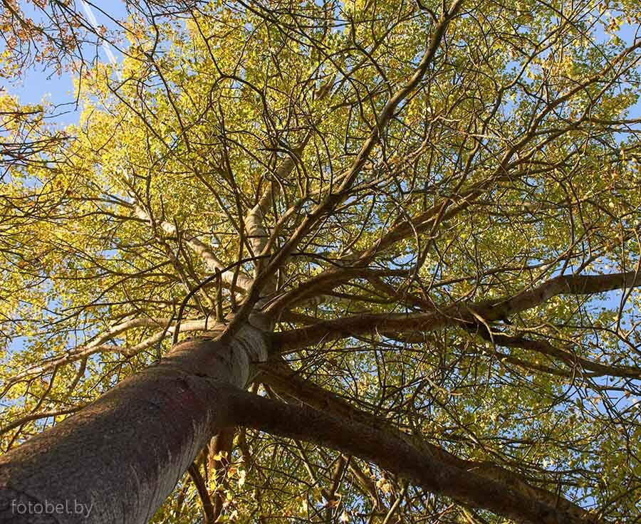 Красивая кора дерева. Кора липы. Липа сердцевидная ствол. Лишайники на деревьях фото. Южный бук дерево.