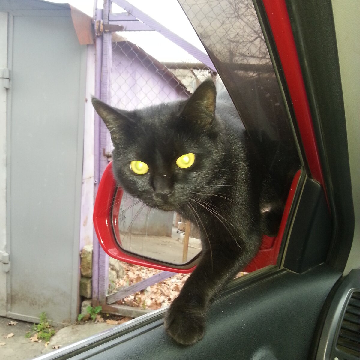 фото из альбома автора "Кот,который приносит  в зубах пятьсот рублей каждый день". 