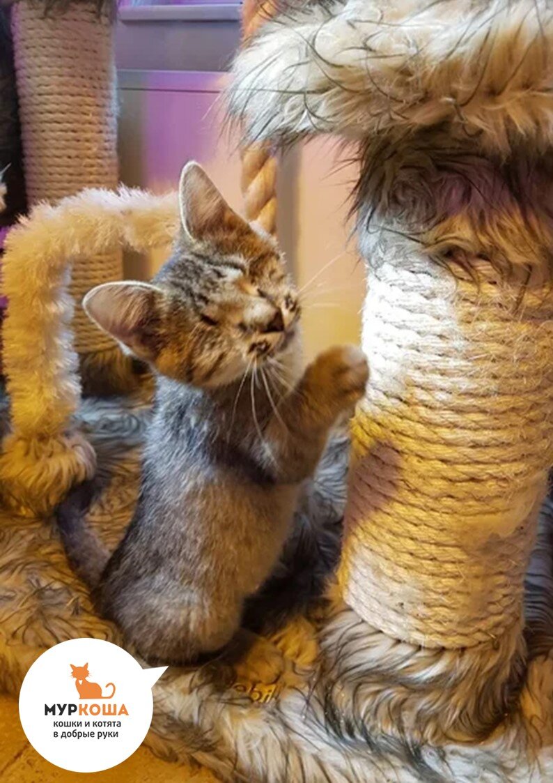 3537). 25.07.2018 - особенный слепой Котёнок-мальчик Лаплас нашел тех самых людей и уехал домой в Германию! (фото из дома)