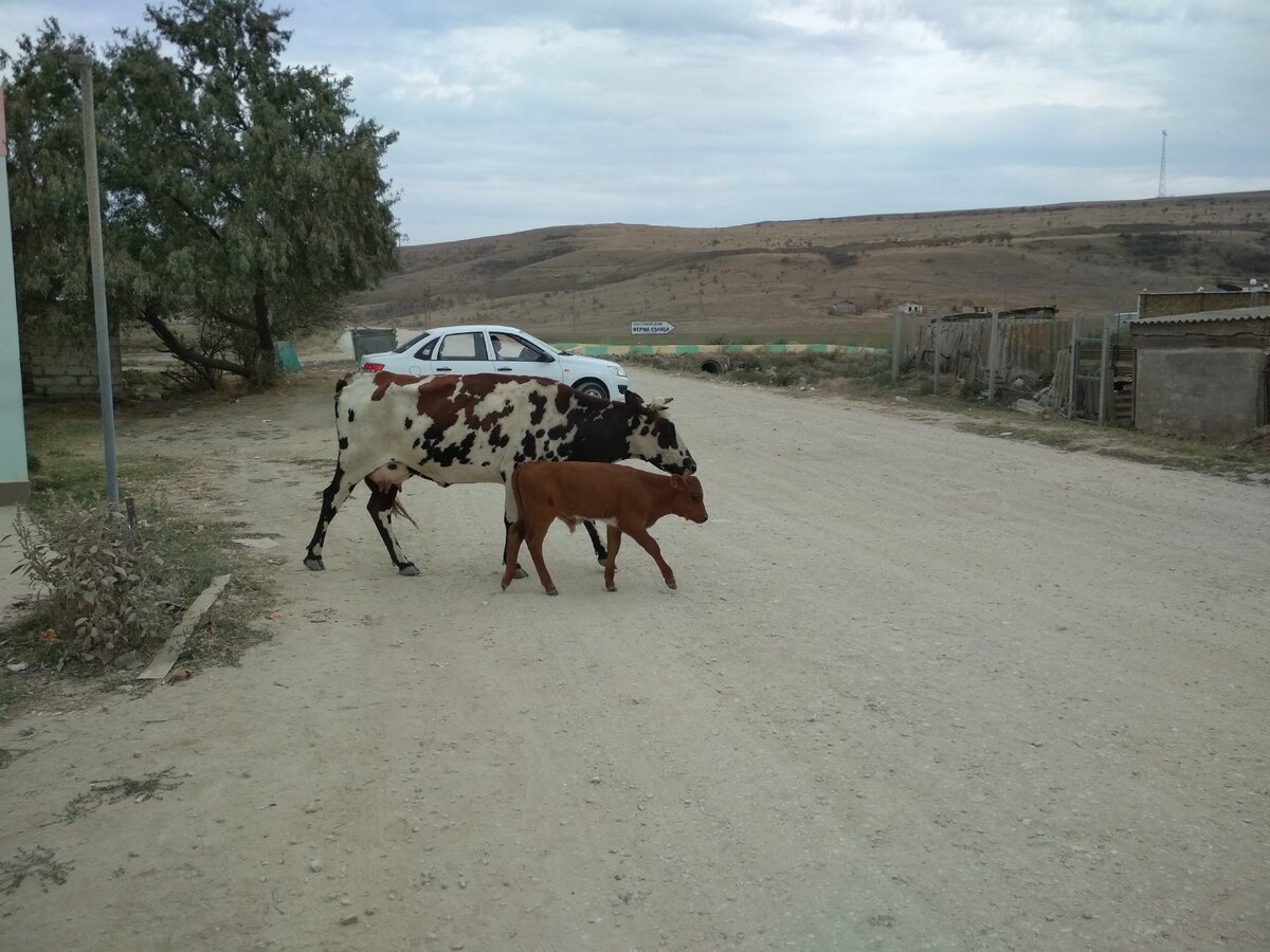 Коровки в Курортном.