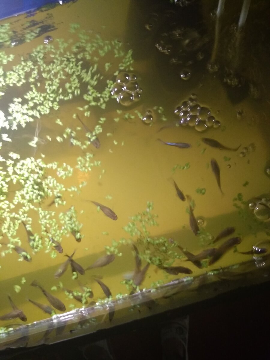 мальки гуппи