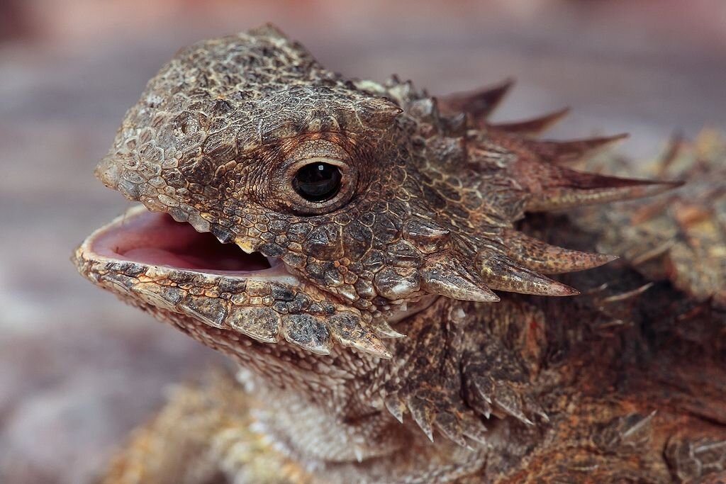 С виду ящерица кажется добродушной, но внешность - обманчивая штука.