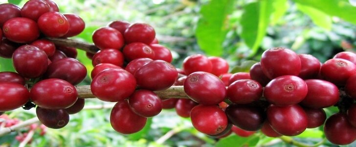 Эксцельса или эксцельза (Excelsa)