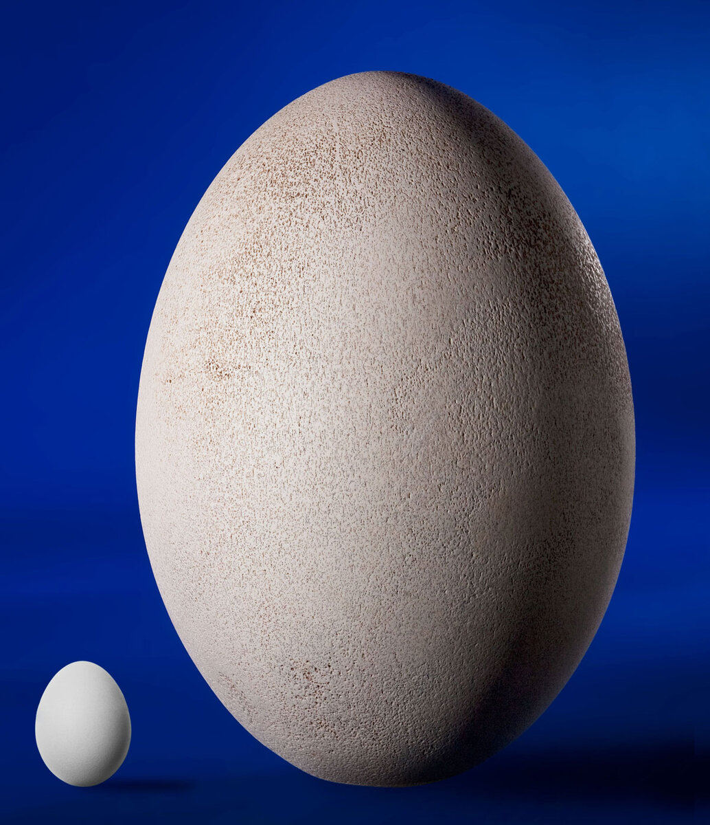 Громадное яйцо. Эпиорнис мадагаскарский яйцо. Эпиорнис птица яйца. Куриное яйцо и яйцо Эпиорниса. Яйцо МОА.