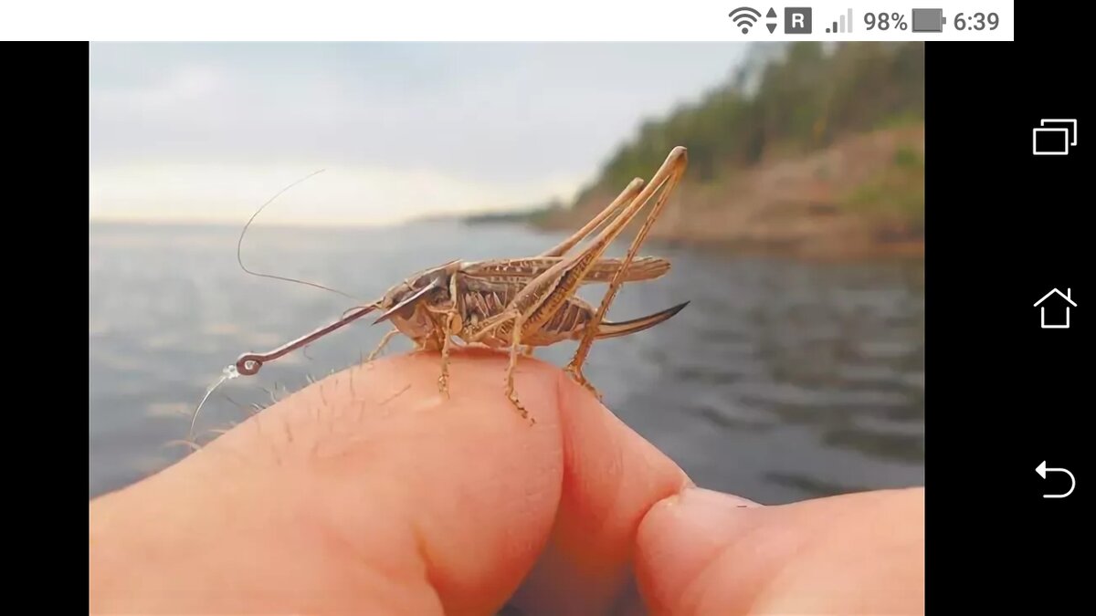 фото кузнечик на крючке насадили.