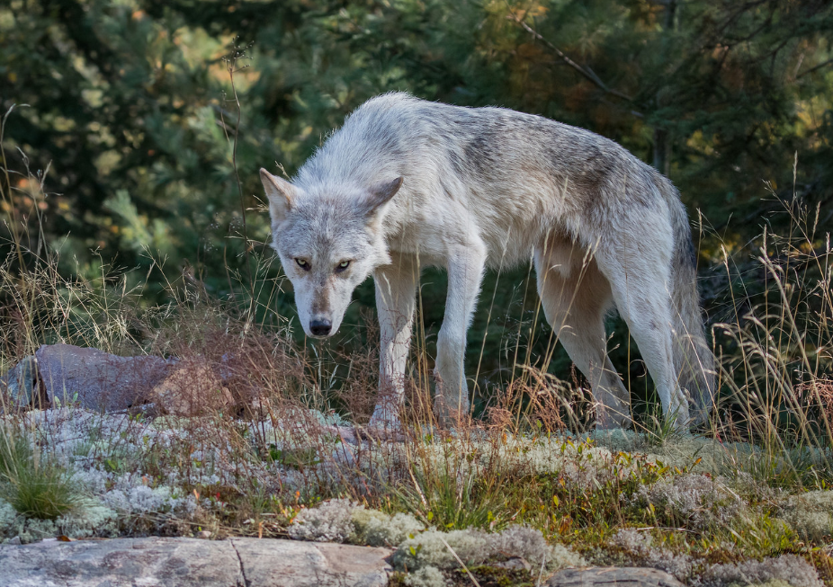 как обнаружить логово волка?
