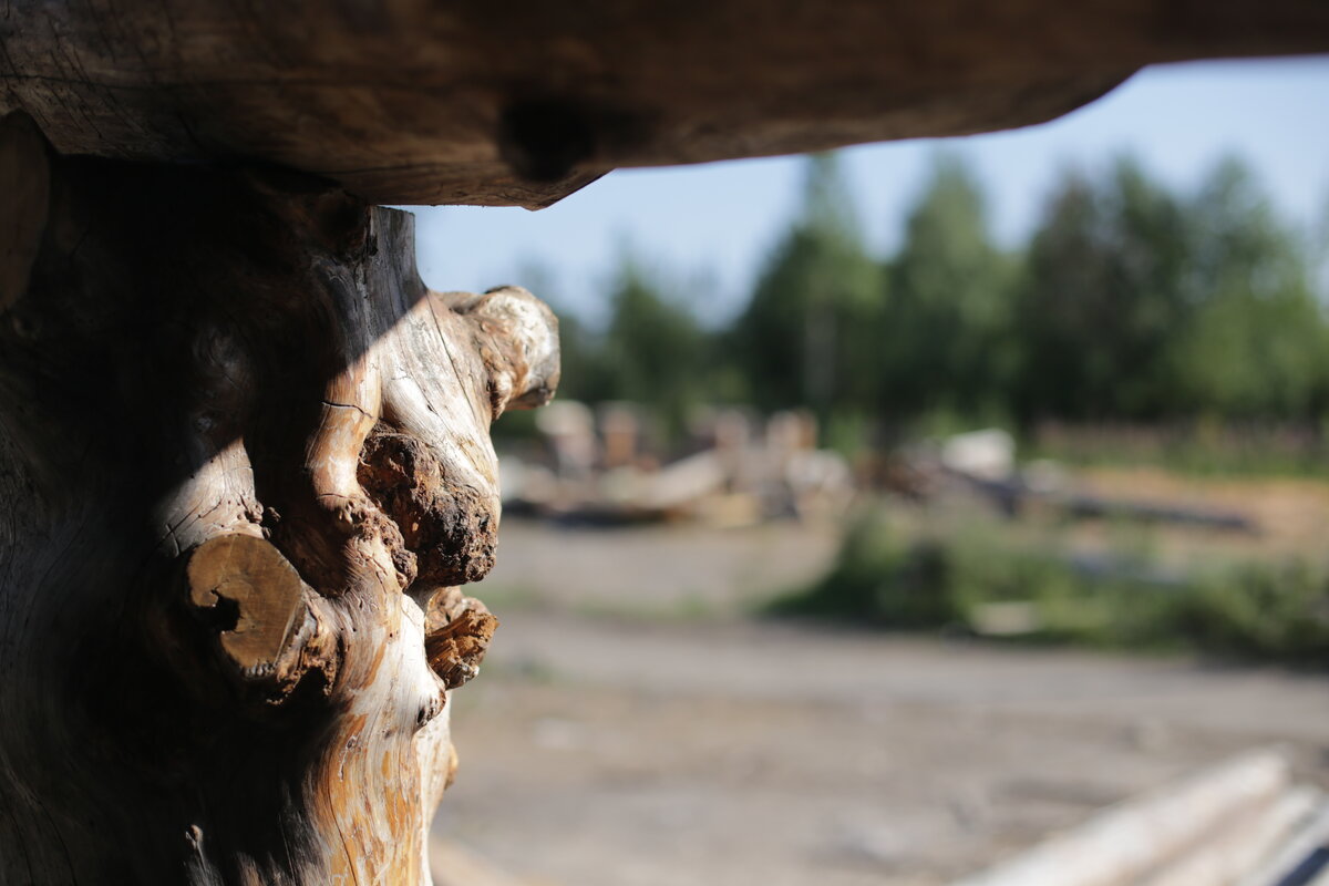 Особо ценятся деревья интересных форм, изгибов и с "шишками".