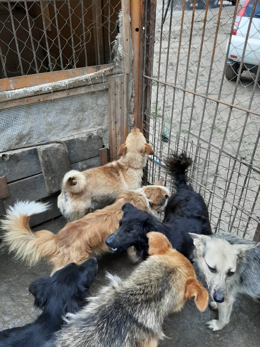 Узники отлова