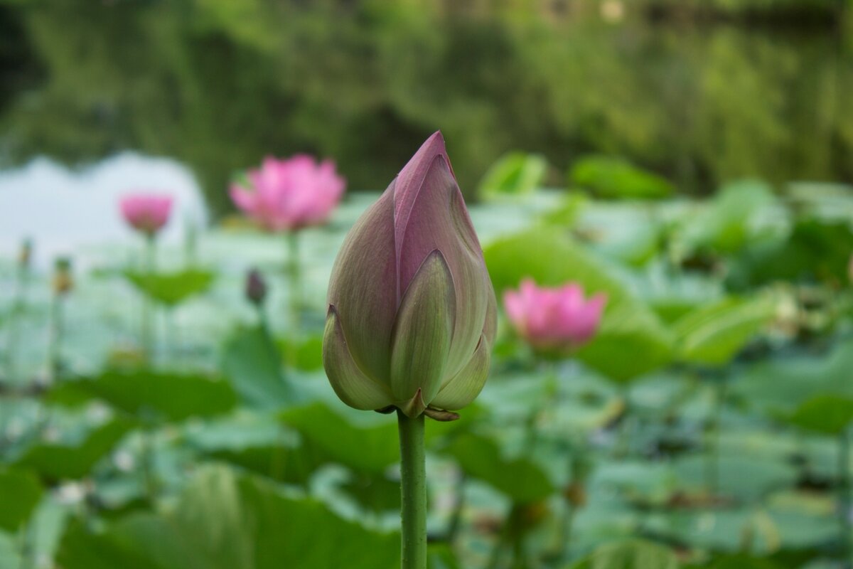 распустившийся белый цветок лотоса. растение лотос в египте. лилия лотус уандер. и цветы лотоса распустились там где. кувшинки лотос цветы лотоса.