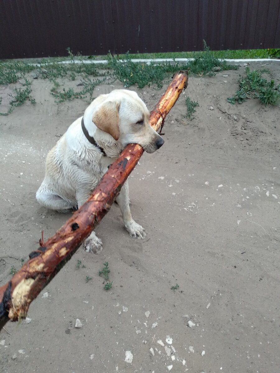 Наш дружок Люксик уж очень любит играть с палками, причем чем больше, тем лучше.