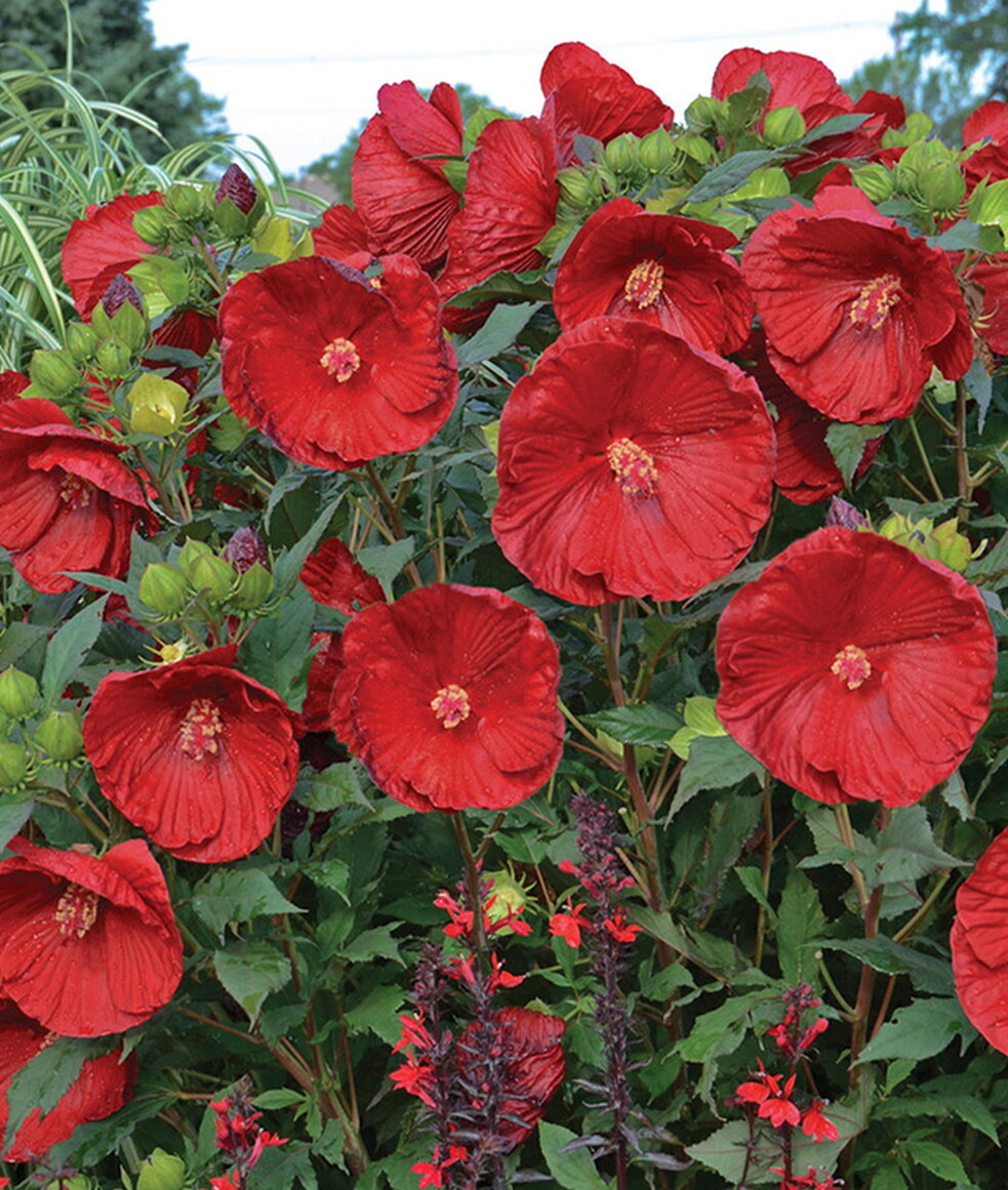 Кранбери Краш