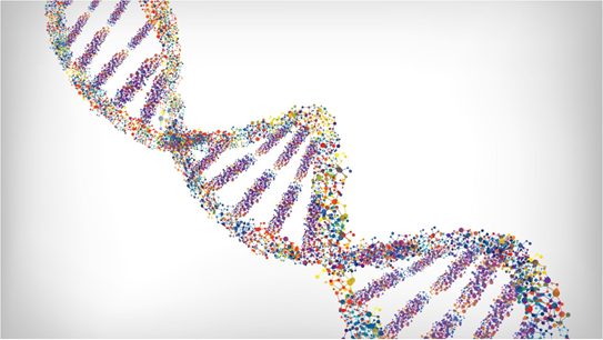 ДНК  Фото взято из открытого источника