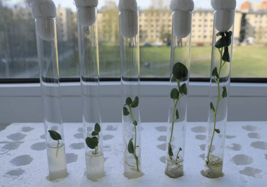 метод  вегетативного размножения растений  - микроклонированием