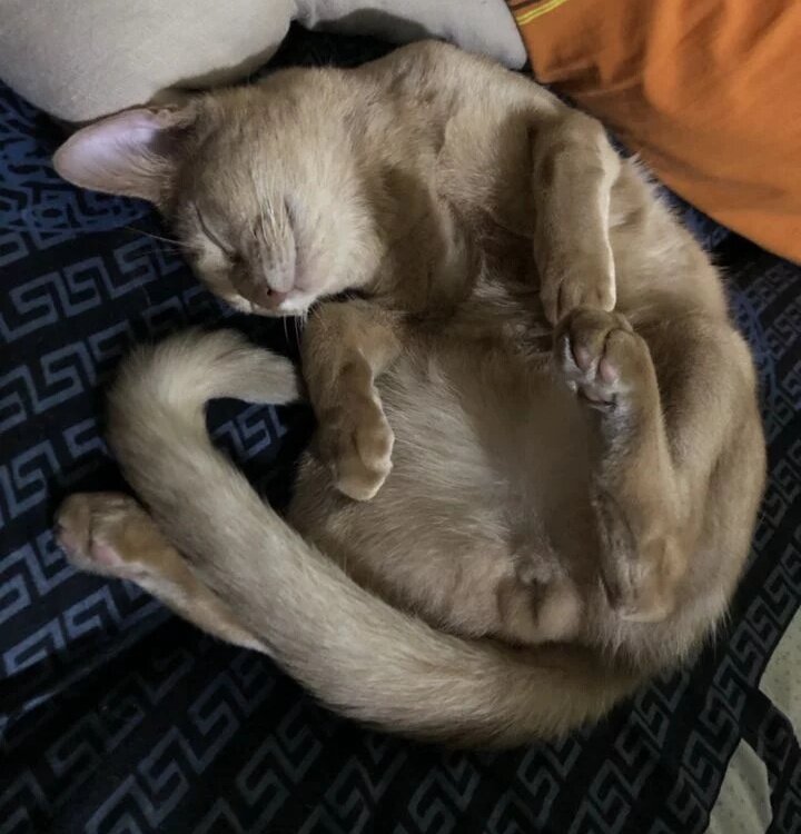 Необходимо ввести квоты на разведение породистых собак и кошек, чтобы сократить численность бездомных животных