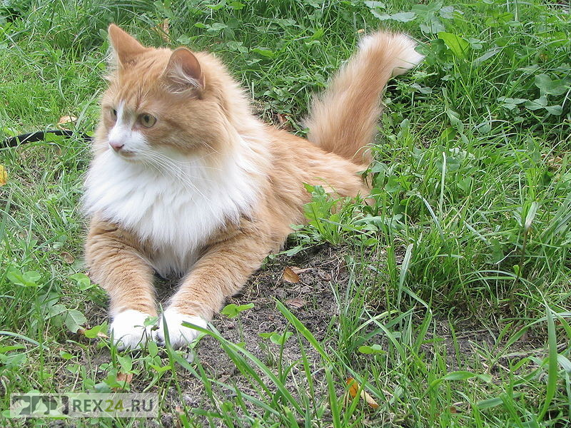Сибирская кошка, Фото: en.wikipedia.org/wiki/Siberian_cat