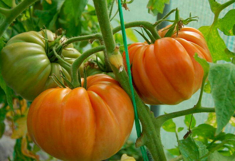 Фото: Яндекс Картинки. Томтат "Брутус"