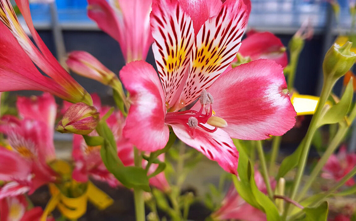 How to Grow and Care for Peruvian Lily (Alstroemeria)