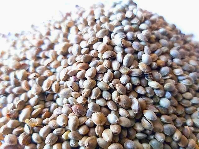 конопля посевная фото из интернета 