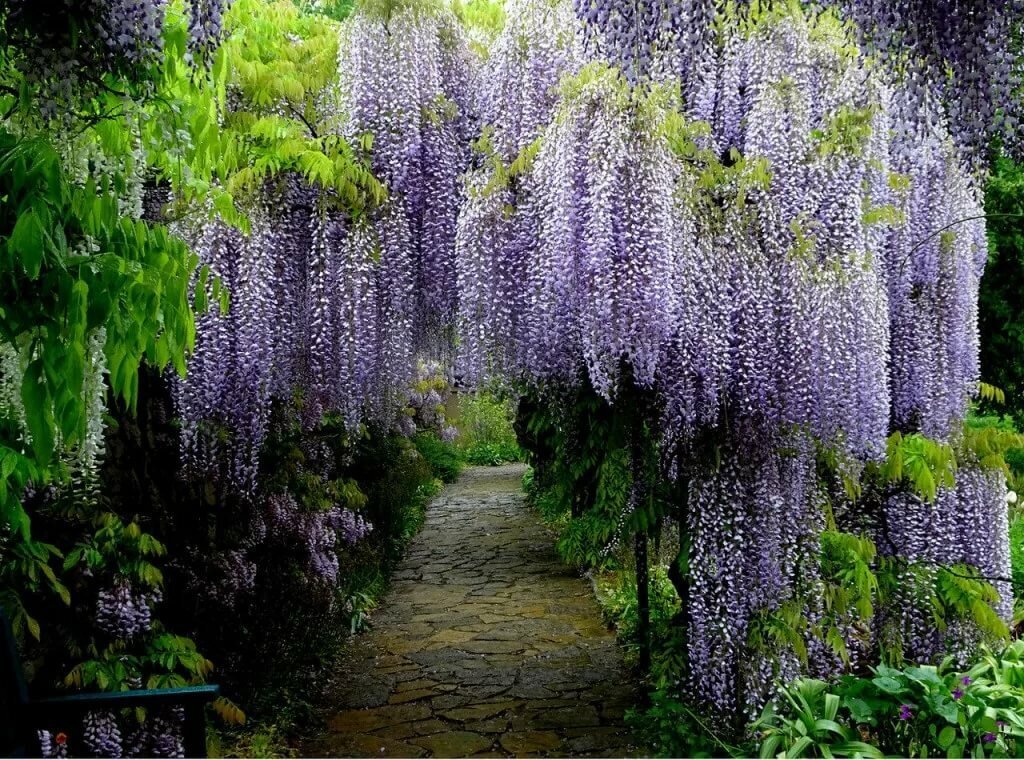 Это глициния. Даже не думайте.....