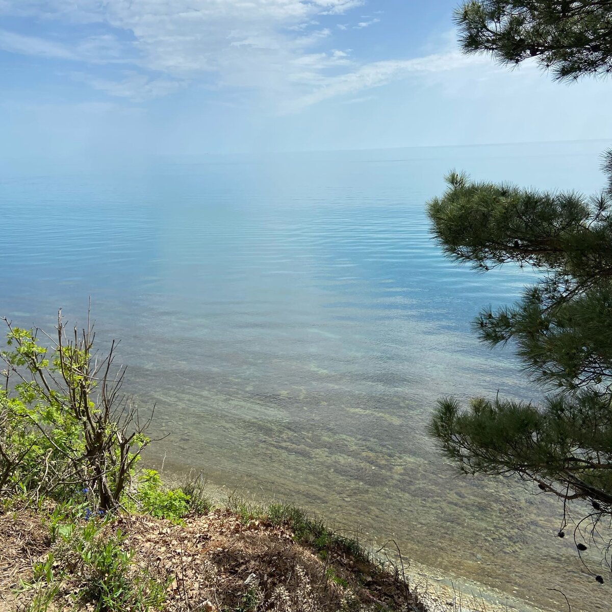 Абхазия кемпинг сосны море. Сосны на берегу моря. Кемпинг Сосновый Бор Песчаное. Кемпинг под соснами голубая бухта.