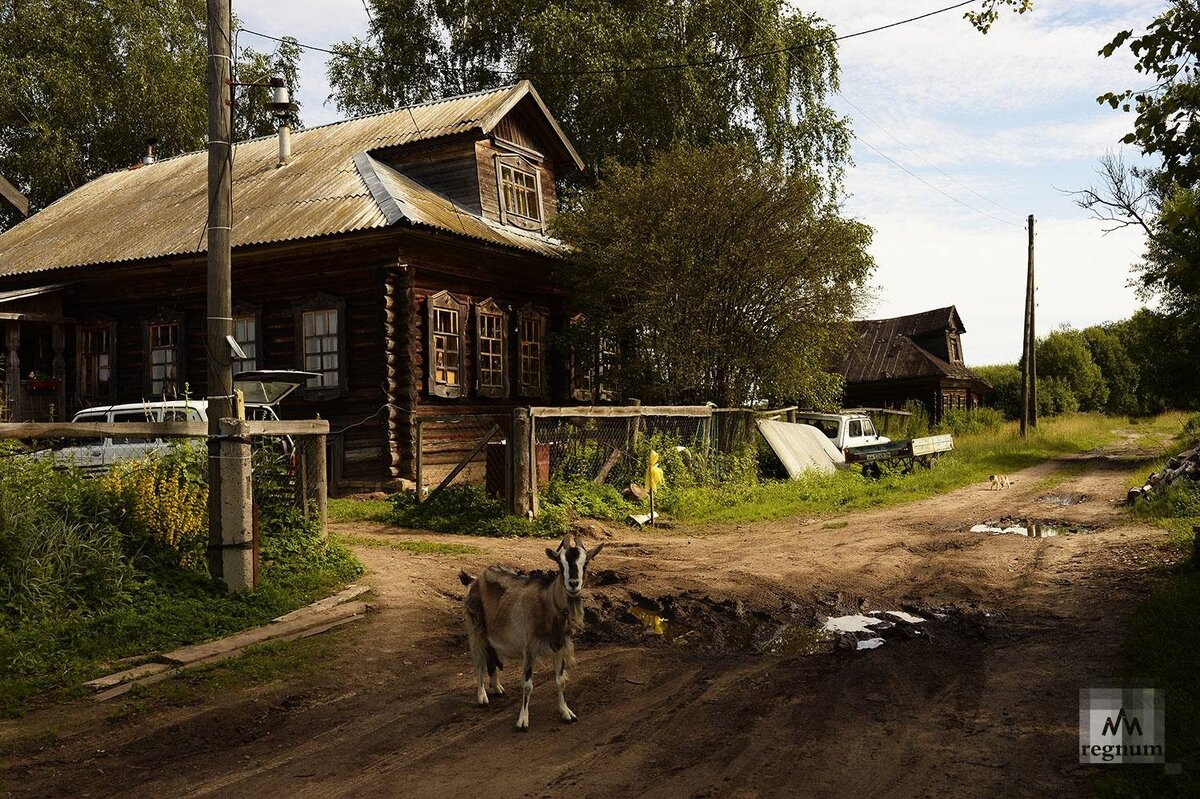 Ит деревня интернациональная ул 16б фото Почвенные грибы в жизни растений Софья Гершанова Дзен