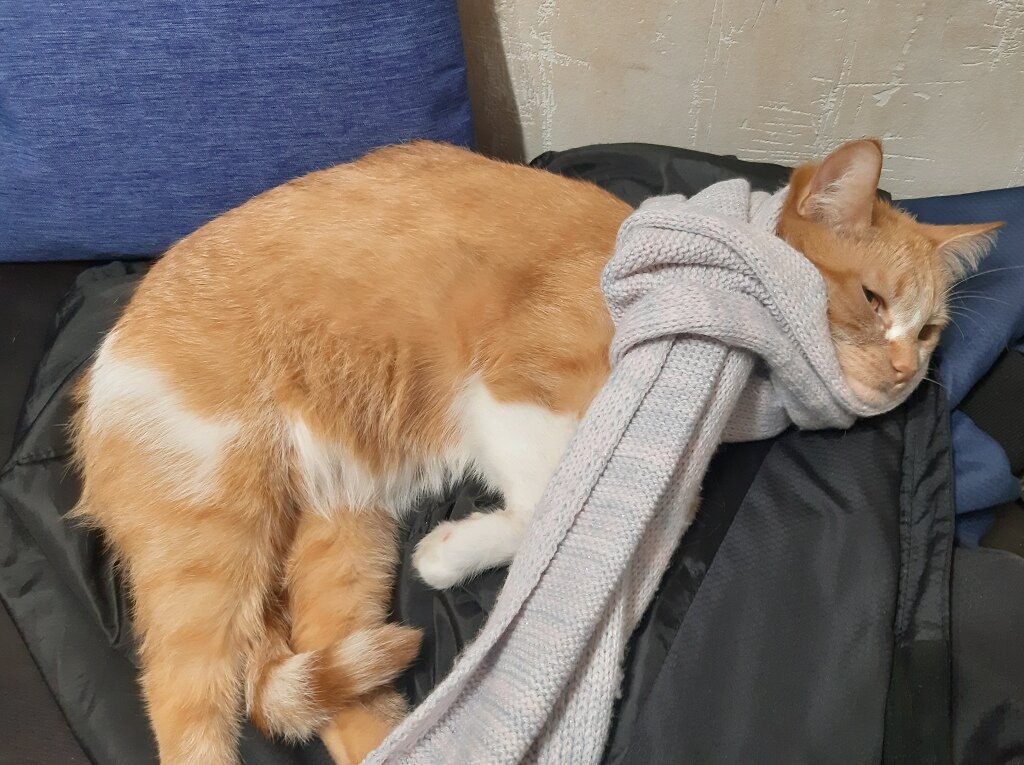 Хорошо быть кошкой, никому ничего не должен, но все тебя любят