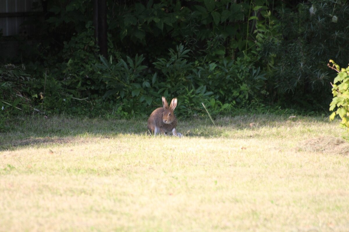 пообедал и готов к позированию.