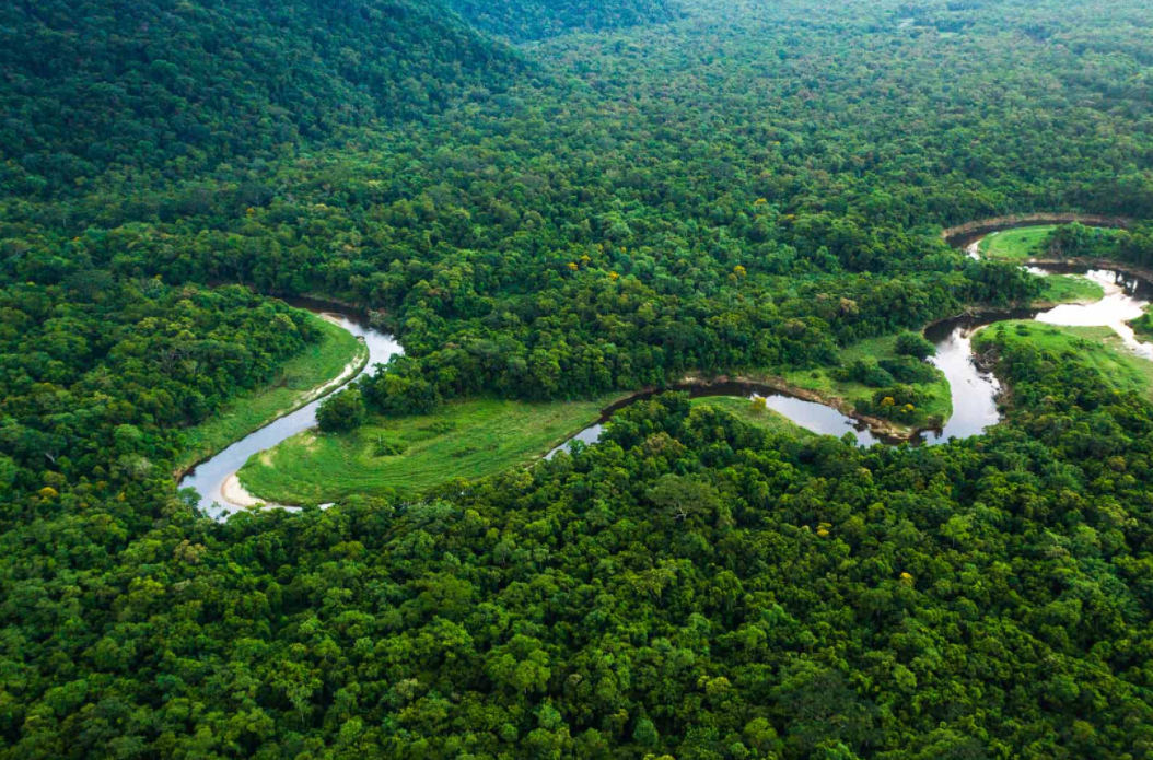 леса Амазонки, фото: devsday.ru