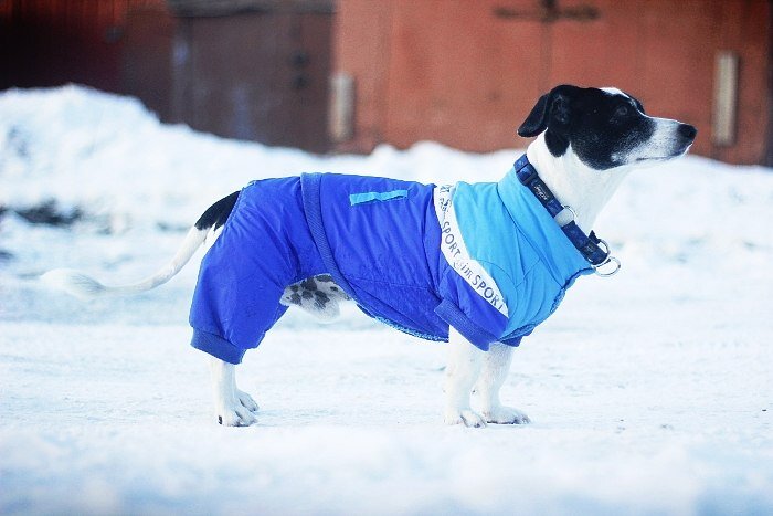 Фотоотзыв от клиентов нашего зоомагазина