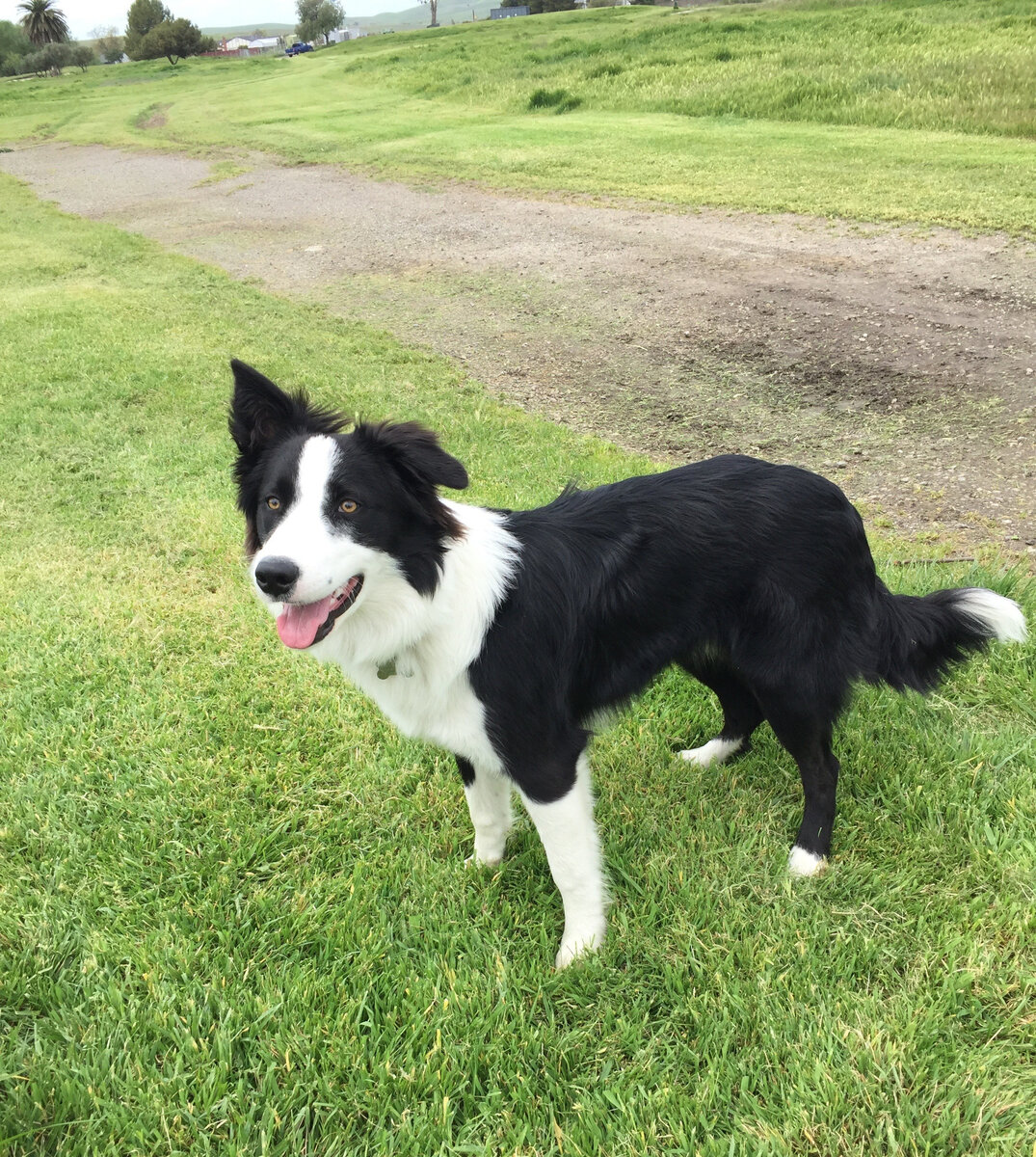 Бордер-колли