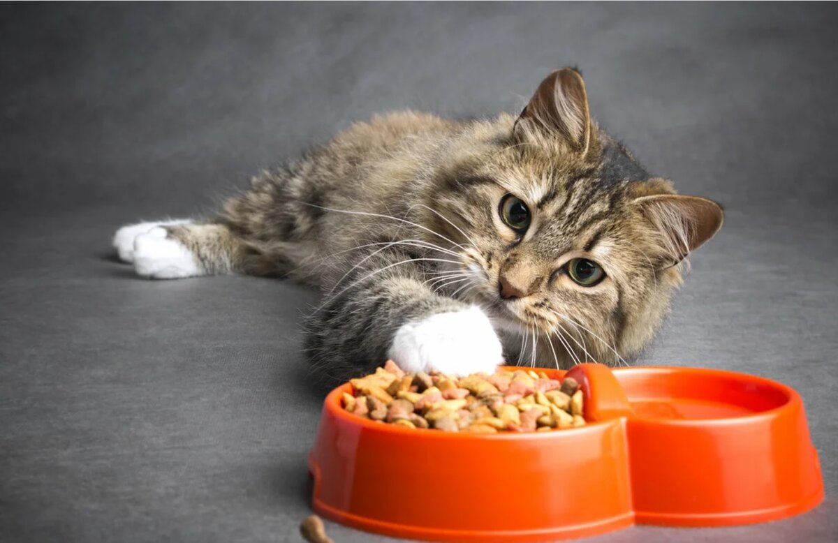 Причины рвоты у домашнего кота после еды: что делать, как лечить? | Pet  Fabric | Дзен