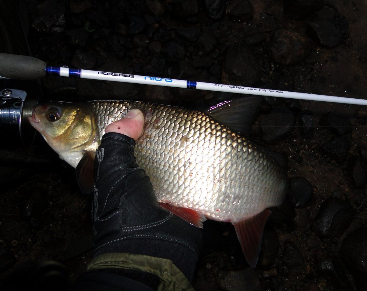 Ловил голавля на реке Молога, а в сумерках попался подъязок!
