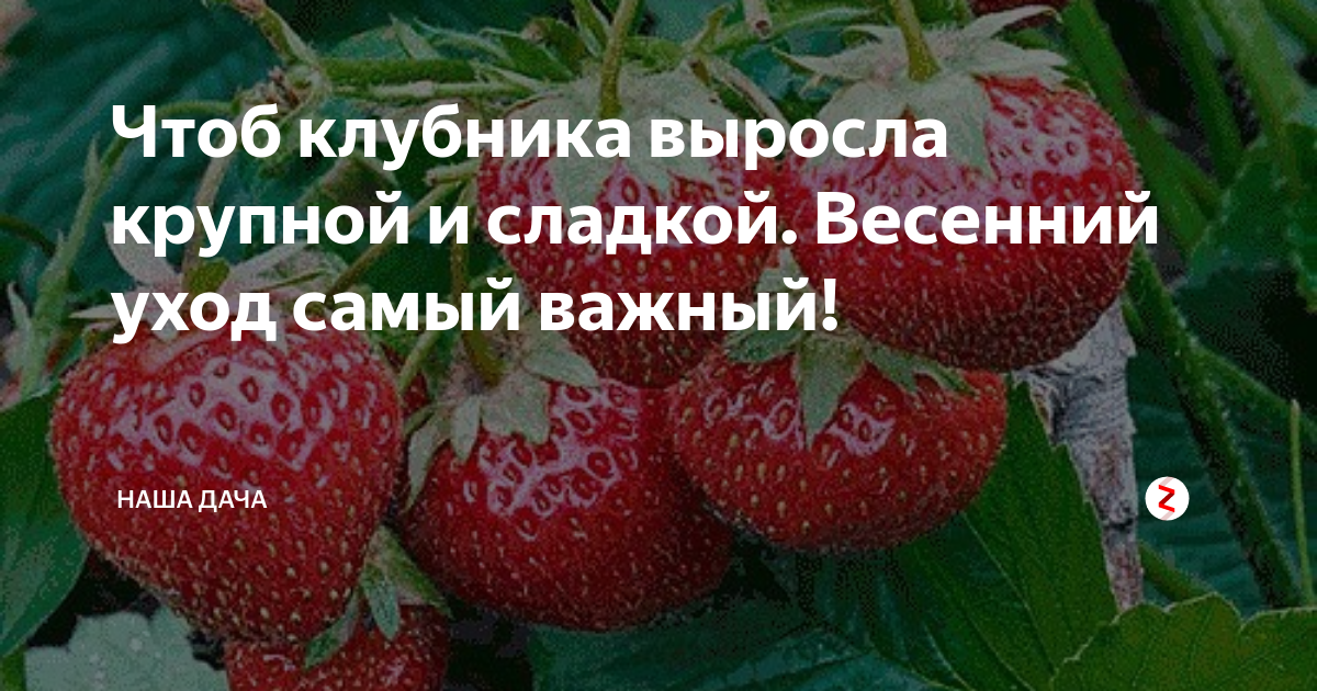 Сколько клубника может расти на одном месте. Сорта клубники выращиваемые в Краснодарском крае. Чтобы клубника росла крупной и сладкой. Что надо чтоб росла клубника. Как правильно удобрить клубнику, чтоб она была сладкая и ароматная.