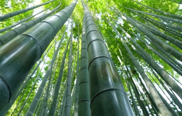 Бамбук отличается невероятной скоростью роста