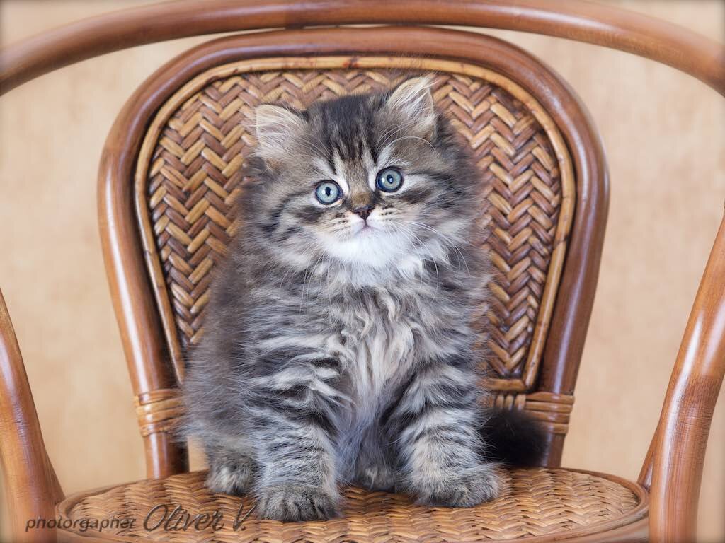 Британский длинношерстный кот Хиггинс, 7 недель