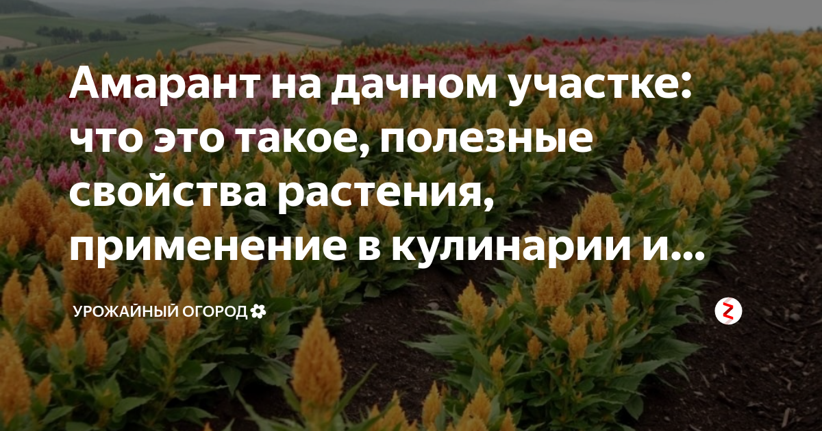 Амарант на дачном участке: что это такое, полезные свойства растения ...
